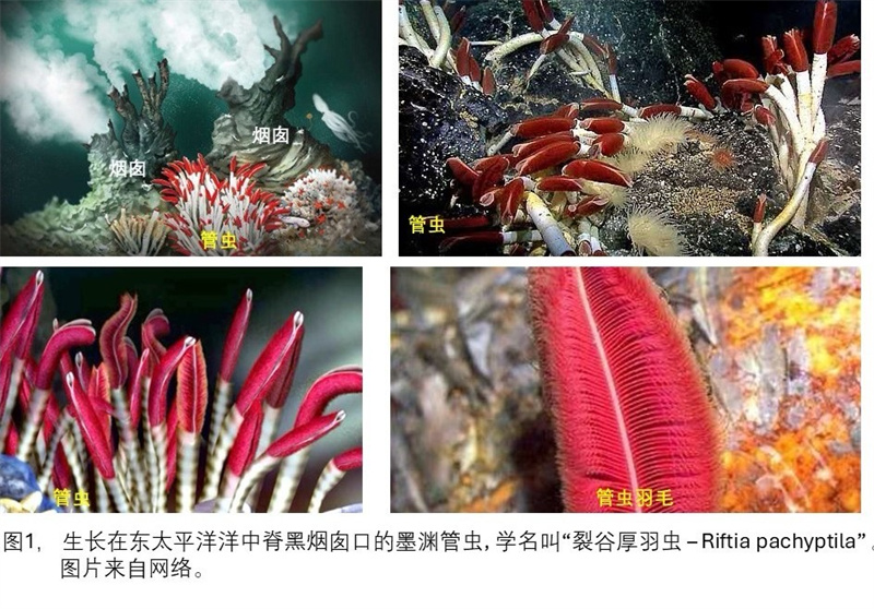 一类不接触也能传种接代的夫妻：墨渊管虫